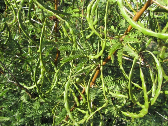 Acacia spec4.jpg