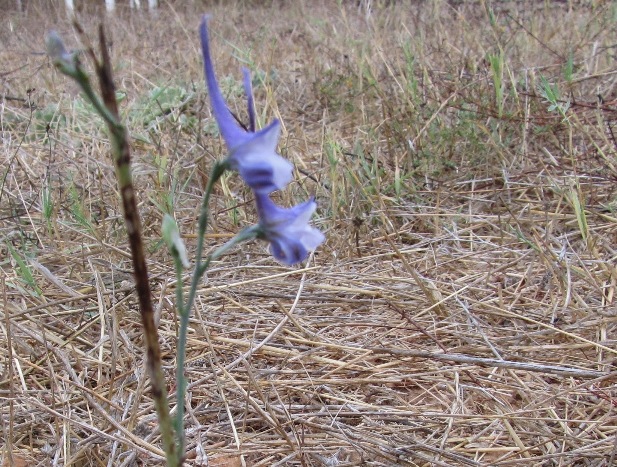 Delphinium emarginatum - vraag.jpg