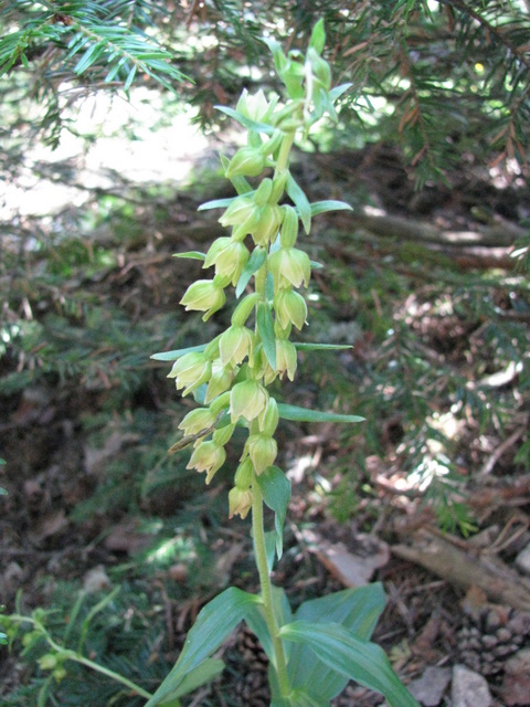 Epipactis muelleri (5).JPG