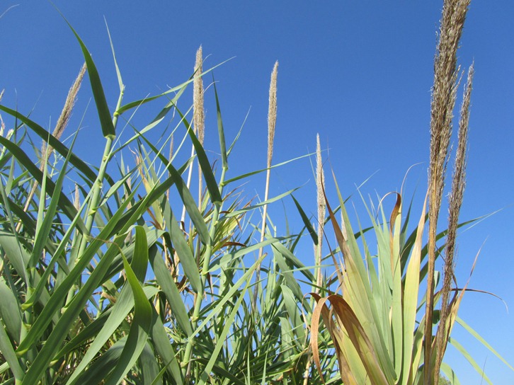 Arundo spec - vr.jpg
