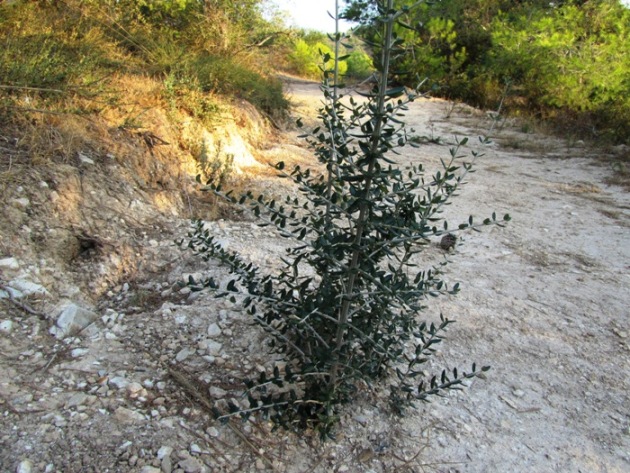 Olea europaea oleaster.jpg