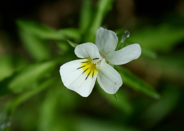 viola sp.2.jpg
