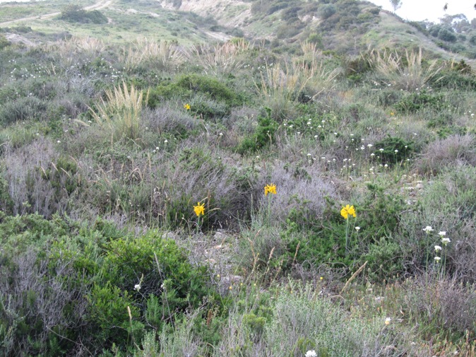 05-Iris juncea + Allium neapolitanum + Thymus capitatus + Stipa tenacissima.jpg