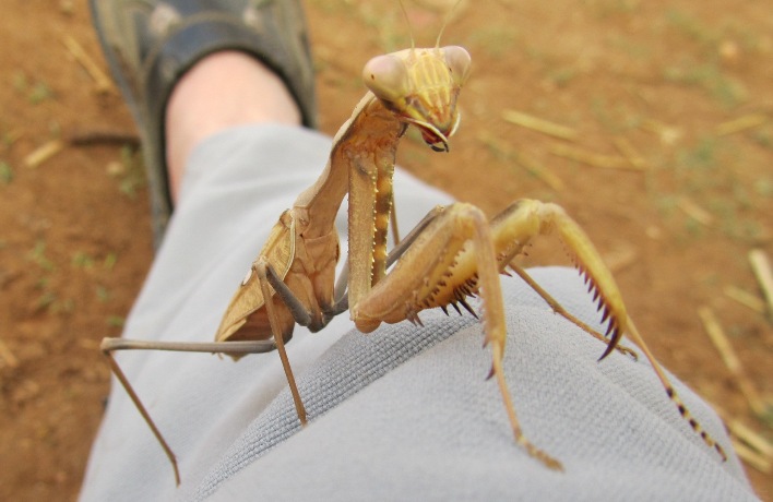 04-Sphodromantis lineola.jpg