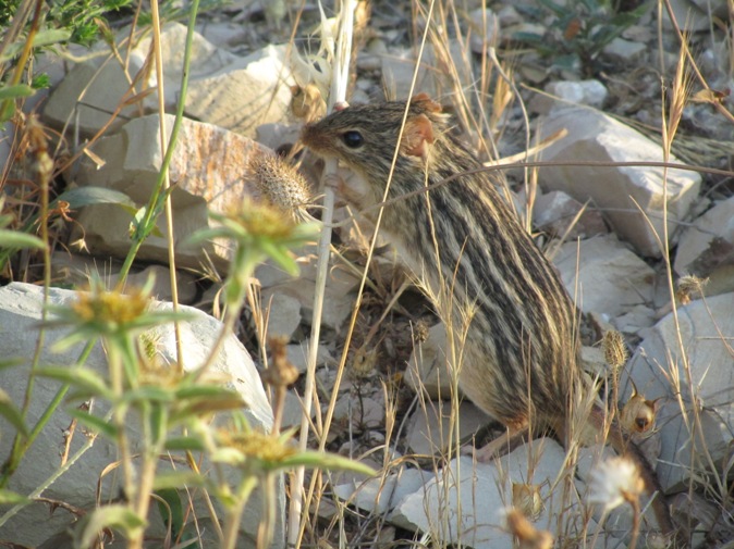 04-Rat rayé de Barbarie (Lemniscomys barbarus).jpg