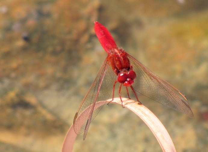03-Libellule écarlate (Crocothemis erythraea).jpg