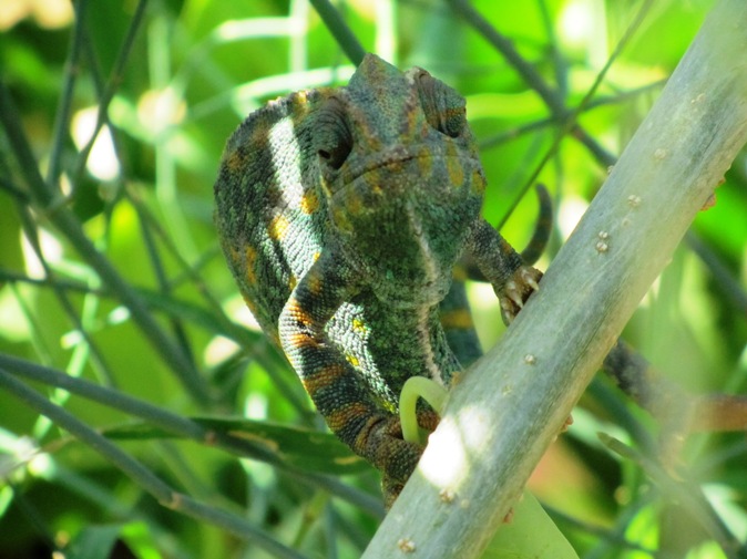 03-Caméléon commun (Chamaeleo chamaeleon).jpg