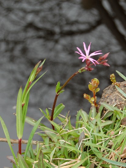 Lychnis 1.JPG