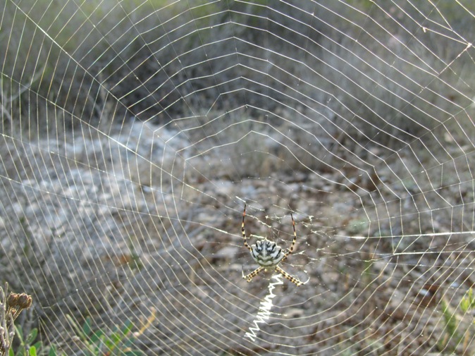 01-Argiope soyeuse (Argiope lobata).jpg