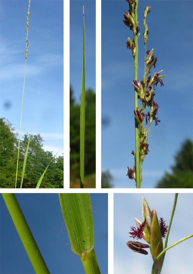 a  Poacée - Catalogne -3 - Molinia caerulea subsp. caerulea.jpg