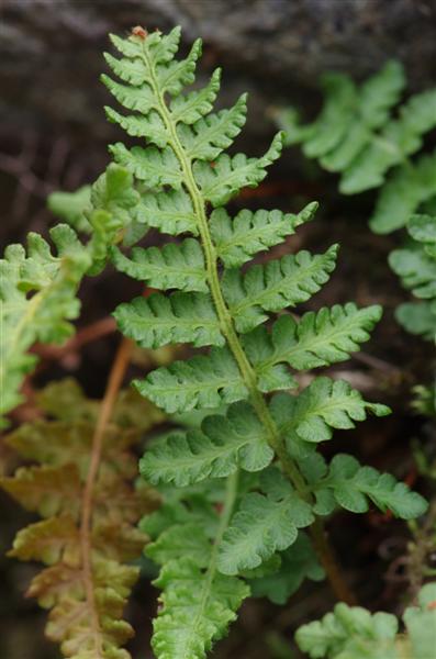 Woodsia ilvensis