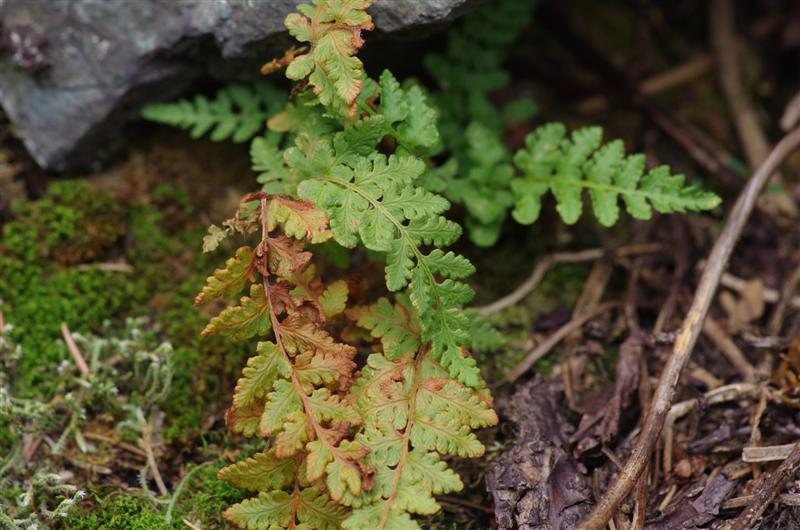 Woodsia ilvensis