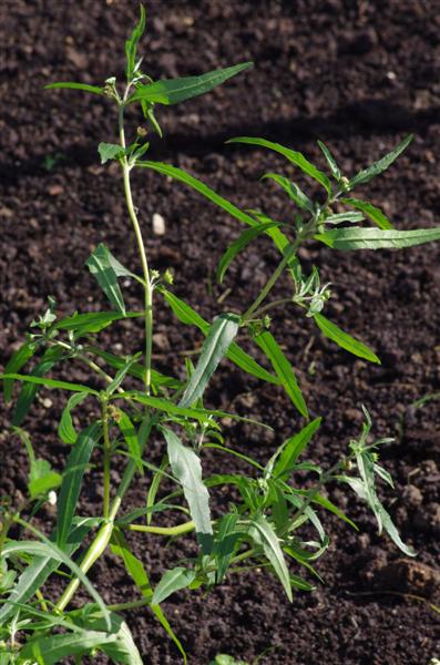 La plante est annuelle et peut mesurer au moins 50cm