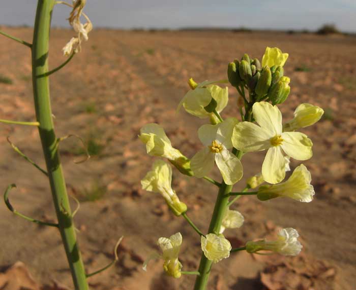 A déterminer - brassicacée du sud marocain 2.jpg