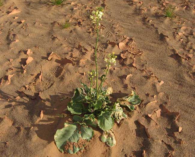 A déterminer - brassicacée du sud marocain.jpg
