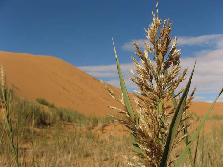 A déterminer - poacée du sud marocain 2.jpg