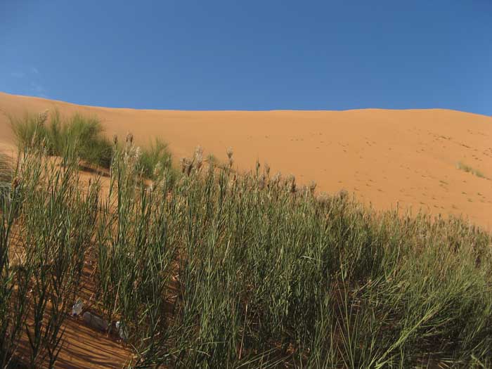 A déterminer - poacée du sud marocain.jpg