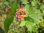 petite fleur.jpg