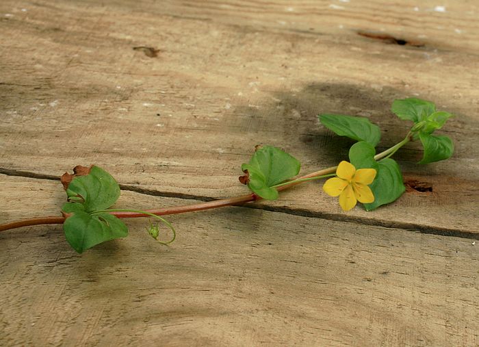 Lysimachia nummularia (interrogation).jpg