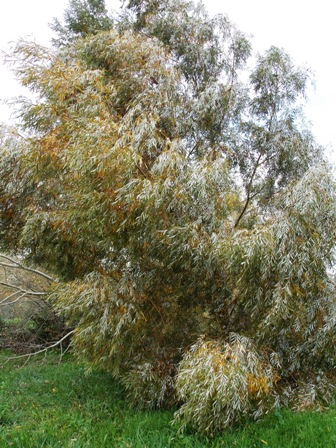 DSCN0395.jpg