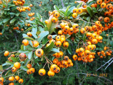 Pyracantha_ou_cotoneaster.jpg