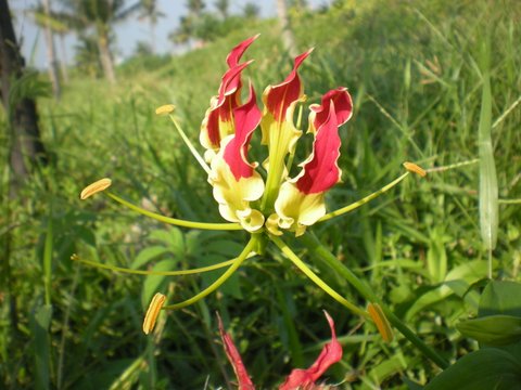 garden 014.jpg