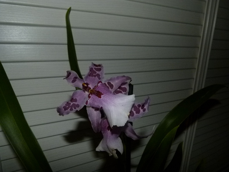 P1020188.JPG