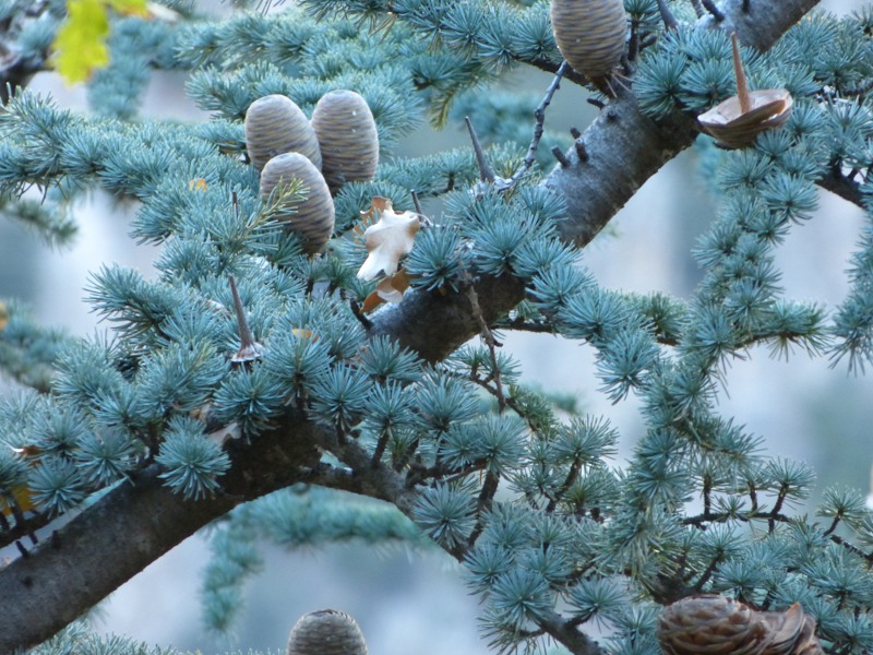 cedrus atlantica.jpg