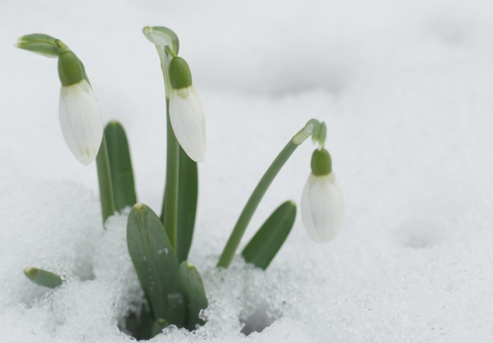 perce neige .jpg