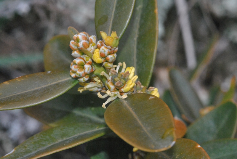 Buxus sempervirens L..JPG