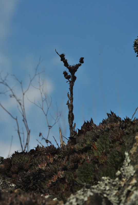 Sempervivum tectorum subsp. arvernense (Lecoq & Lamotte) Rouy & E.G.Camus.JPG