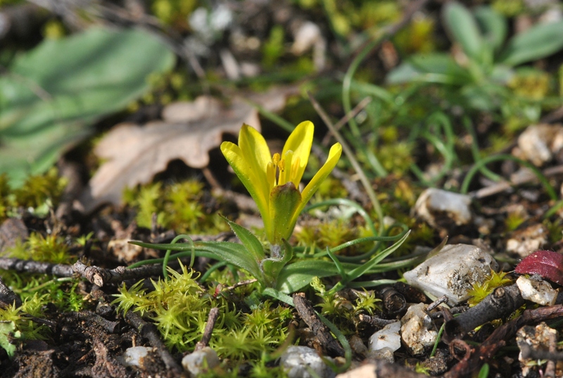 Gagea bohemica subsp. saxatilis (Mert. & W.D.J.Koch) Asch. & Graebn..JPG