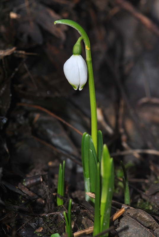 Leucojum vernum L. 03.JPG