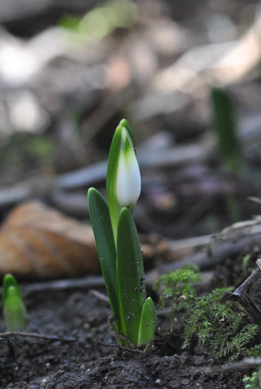 Leucojum vernum L. 02.JPG