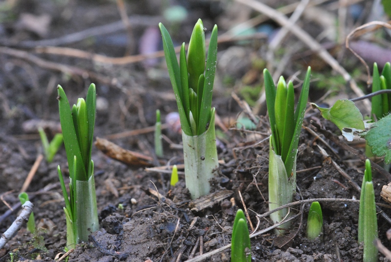Leucojum vernum L. 01.JPG