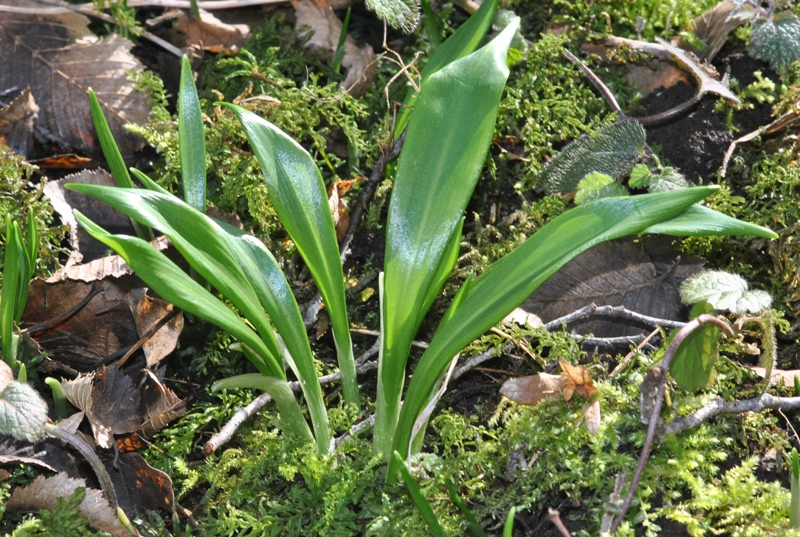 Allium ursinum L. 01.JPG
