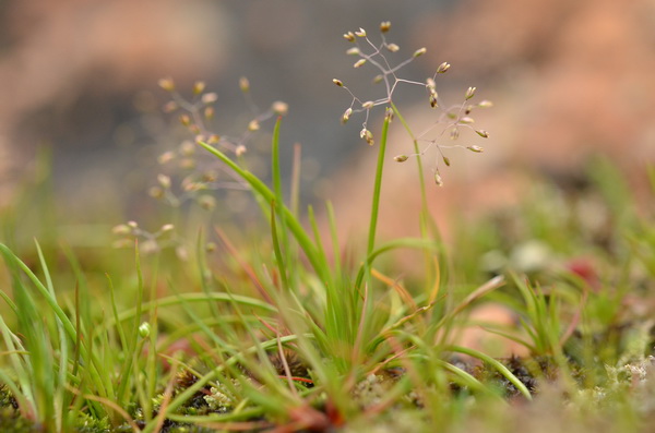 1 Molineriella minuta (1).JPG