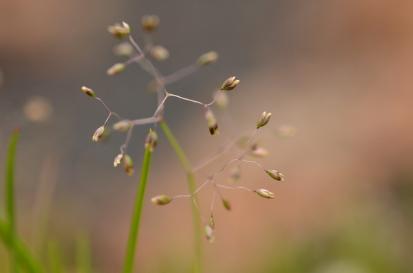 2 Molineriella minuta (2).JPG