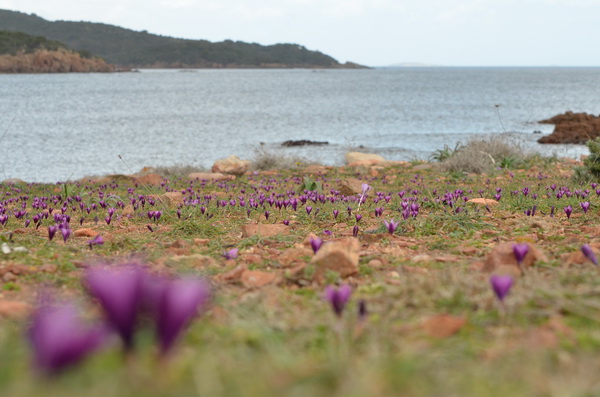 3 pelouse à Romulea requienii.JPG