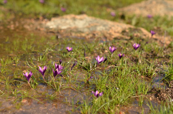4 pelouse à Romulea requienii (3).JPG