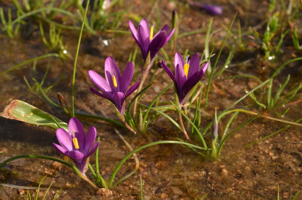 5 pelouse à Romulea requienii (6).JPG