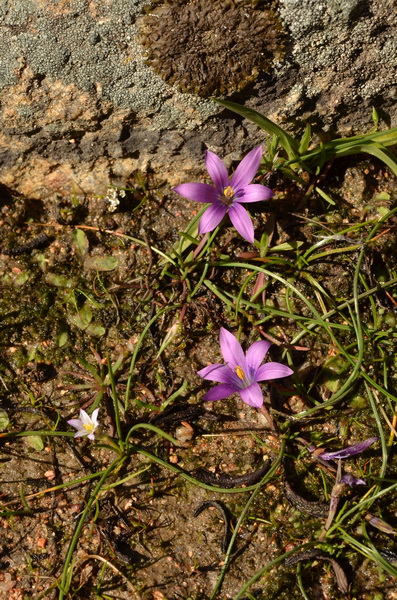 6 Romulea corsica et Romulea columnae columnae (1).JPG