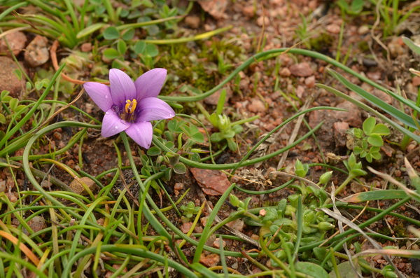 7 Romulea corsica (7).JPG
