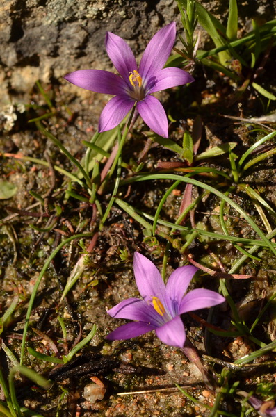 8 Romulea corsica (3).JPG