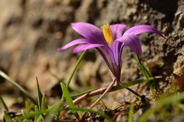 9 Romulea corsica (5).JPG