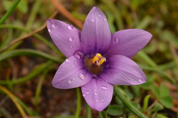 10 Romulea corsica (10).JPG