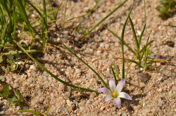11 Romulea columnae columnae (4).JPG