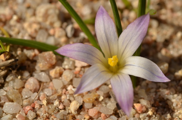 12 Romulea columnae columnae (7).JPG