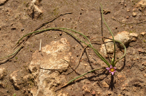 13 Romulea columnea columnea (rose striée de pourpre) (1).JPG