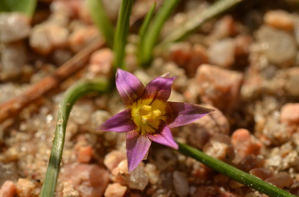 14 Romulea columnea columnea (rose striée de pourpre) (7).JPG